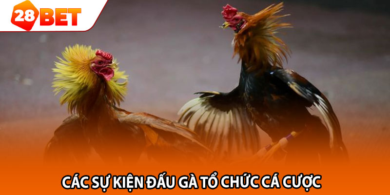 Các sự kiện đấu gà tổ chức cá cược